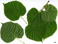 SpeciesSub: subsp. cordifolia